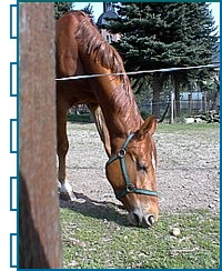 Grasendes Pferd